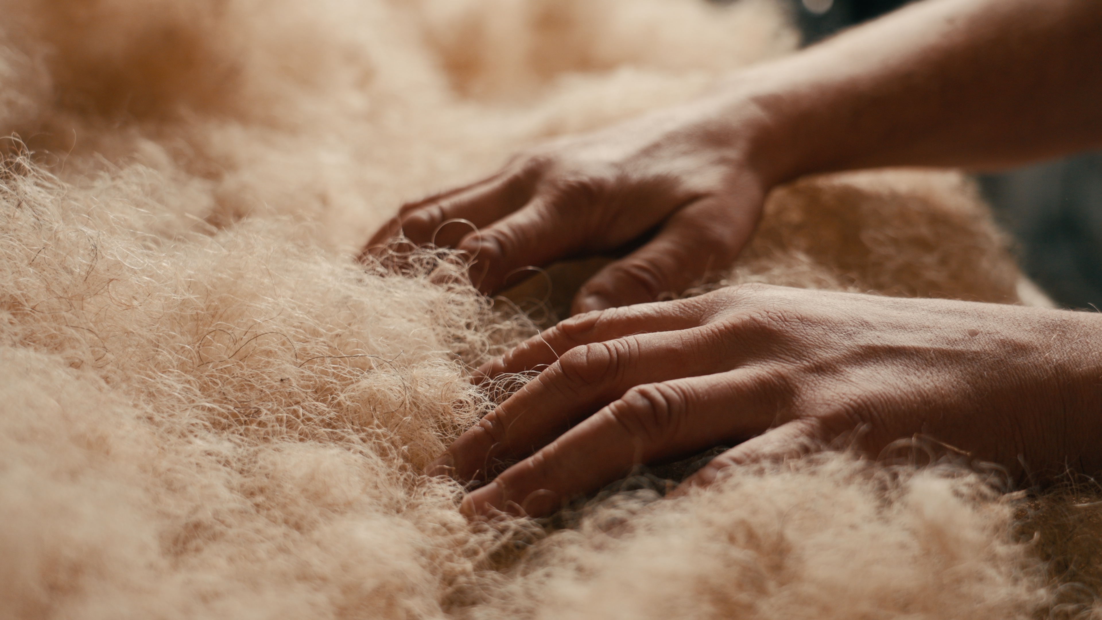 Hands working with natural horsehair filling for a handmade mattress
